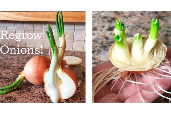 Ссылка на мегу onion